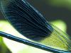 Calopteryx splendens